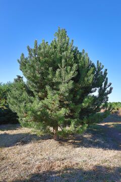 Borovice černá 'austracia' / Pinus nigra 'austracia'