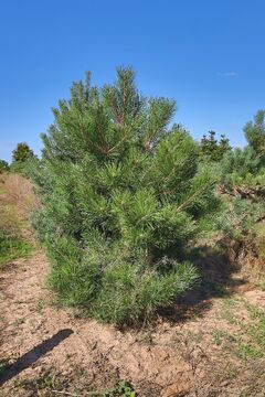Borovice černá / Pinus nigra