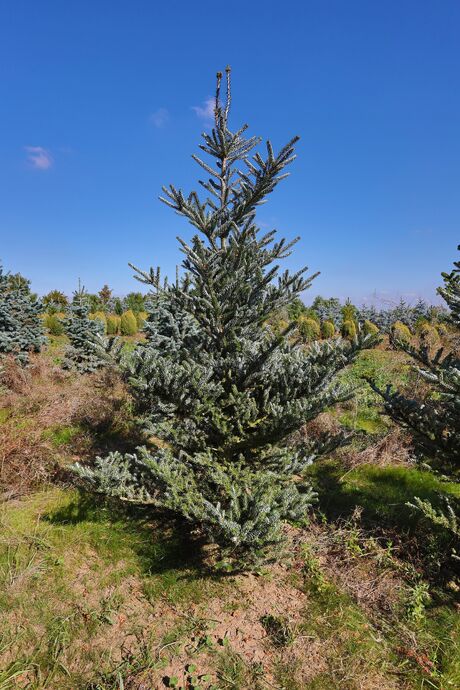 Jedle korejská zakrslá 'Silberlocke' / Abies koreana ´Silberlocke´