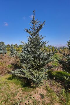 Jedle korejská zakrslá 'Silberlocke' / Abies koreana ´Silberlocke´