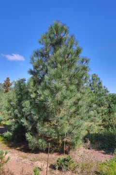 Borovice Jeffreyova / Pinus jeffreyi