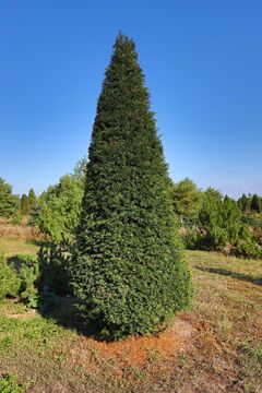 Tis červený / Taxus baccata