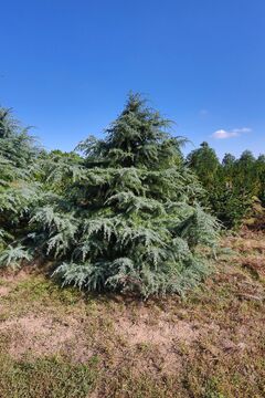 Modrý cedr atlaský 'Glauca' / Cedrus atlantica 'Glauca'