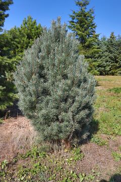 Borovice lesní 'Watereri' / Pinus sylvestris 'Watereri'