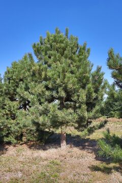 Borovice černá 'Arnold' / Pinus nigra 'Arnold'