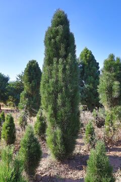 Borovice černá 'Pyramidalis' / Pinus nigra 'Pyramidalis'