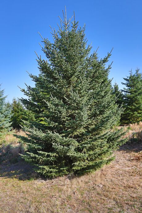 Smrk sivý / Picea glauca