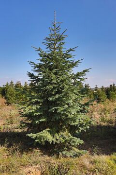 Jedle arizonská 'Silver Star' / Abies lasiocarpa var 'Silver Star'