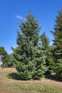 Douglaska tisolistá  / Pseudotsuga menziesii