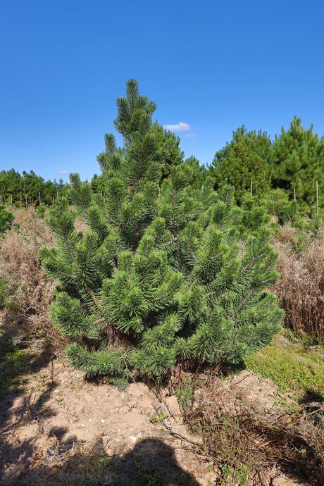 Borovice kleč horská / Pinus mugo rostrata