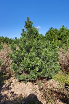 Borovice kleč horská / Pinus mugo rostrata