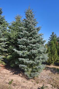 Smrk pichlavý, vánoční / Picea pungens