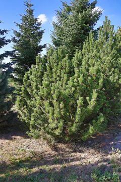 Borovice kleč, zakrslá forma / Pinus mugo 'Pumilio'