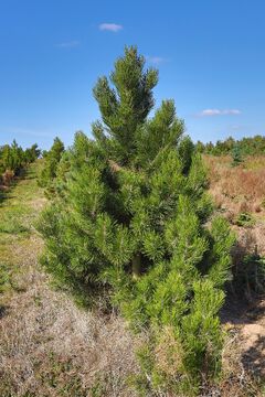 Borovice bělokorá  / Pinus leucodermis