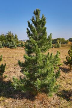 Borovice limba  / Pinus cembra