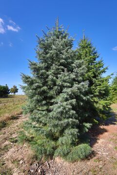 Jedle ojíněná / Abies concolor