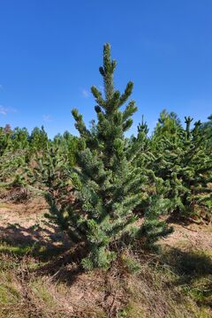 Borovice osinatá  / Pinus aristata