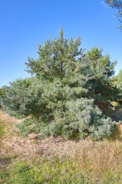 Borovice lesní  / Pinus sylvestris