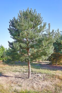 Borovice lesní, solitera / Pinus sylvestris
