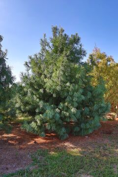 Borovice himálajská / Pinus wallichiana