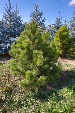 Borovice kleč 'Wintergold' / Pinus mugo 'Wintergold'