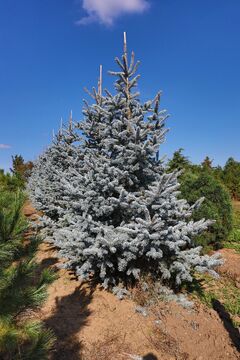 Smrk pichlavý 'Hoopsii' / Picea pungens 'Hoopsii'