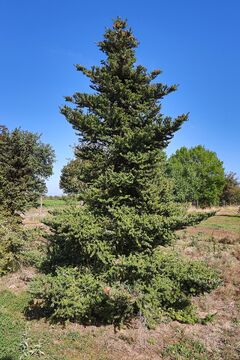 Jedle korejská / Abies koreana