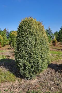 Jalovec obecný 'Gold Cone' / Juniperus communis 'Gold Cone'