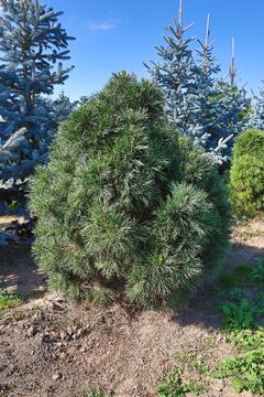 Borovice lesní zakrslá / Pinus sylvestris 'Viridis Compacta'