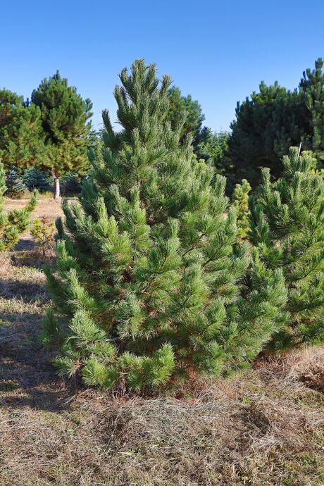 Borovice kleč / Pinus mugo