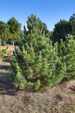 Borovice kleč / Pinus mugo