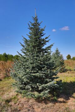 Jedle plstnatoplodá / Abies lasiocarpa var. 'Arizonica'