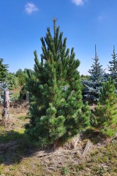 Borovice rumelská / Pinus peuce
