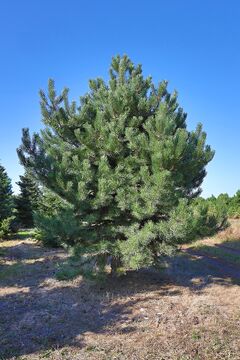 Borovice černá, výběr / Pinus nigra 'austriaca'