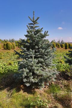 Jedle arizonská zakrslá / Abies lasiocarpa 'Compacta'