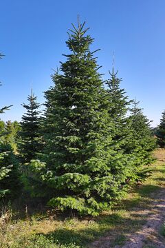 Jedle kavkazská / Abies nordmanniana