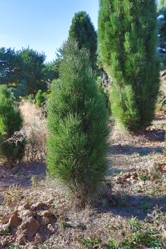 Borovice černá 'Green Tower' / Pinus nigra 'Green Tower'